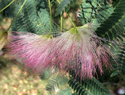 13th Jun 2020 - Mimosa Flower