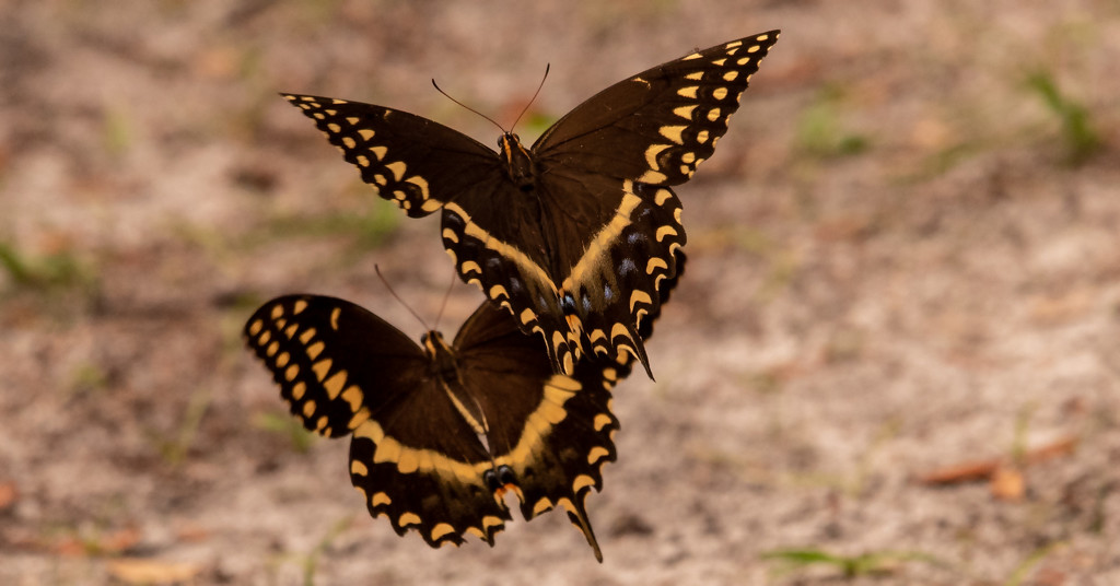 Palamedes Swallowtail Butterflys Just Floating Around! by rickster549