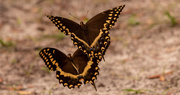 13th Jun 2020 - Palamedes Swallowtail Butterflys Just Floating Around!