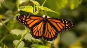 13th Jun 2020 - Monarch Butterfly!