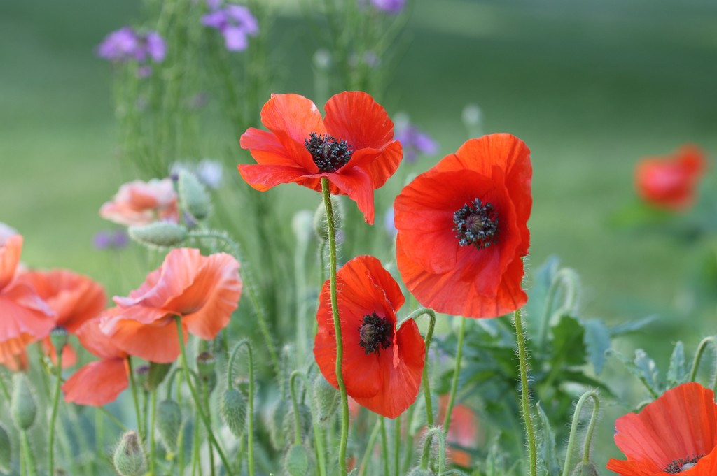 We Have Poppies by lynnz