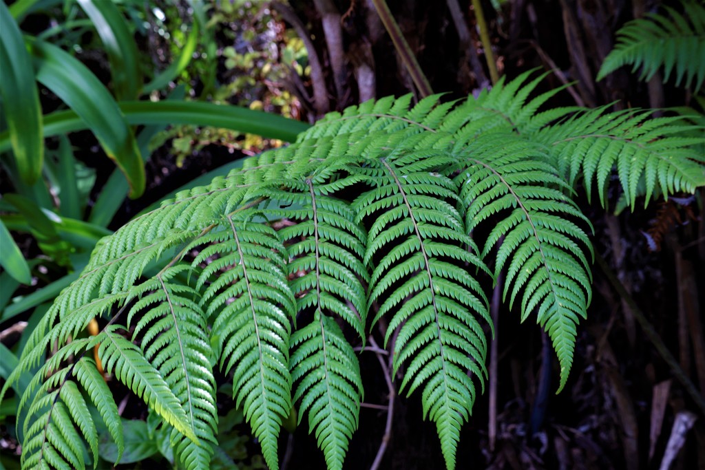 Young punga frond by sandradavies