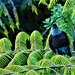 Tui in a punga frond by sandradavies