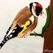 Goldfinch (painting) by stuart46