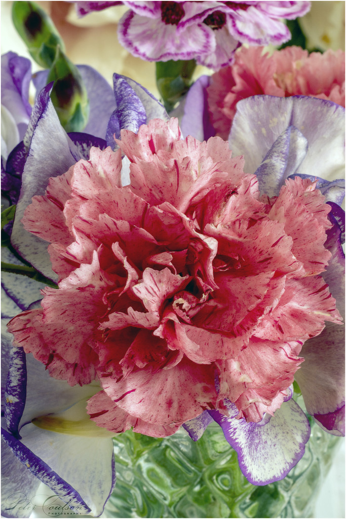 Carnations and Sweet Peas by pcoulson