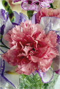 13th Jun 2020 - Carnations and Sweet Peas