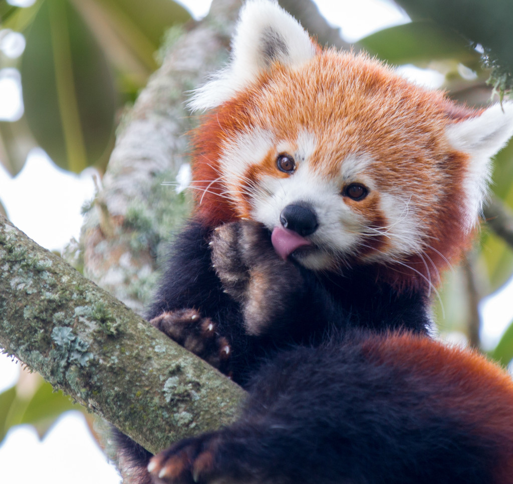 Cleaning time for this cute Red Panda by creative_shots