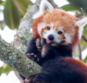 13th Jun 2020 - Cleaning time for this cute Red Panda