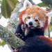 Cleaning time for this cute Red Panda