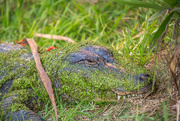 14th Jun 2020 - Good camouflage for this croc 