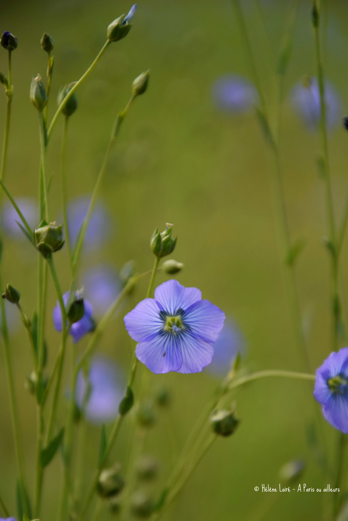 Flax flower by parisouailleurs