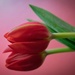 Tulip by dutchothotmailcom
