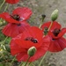 Love poppies. by orchid99