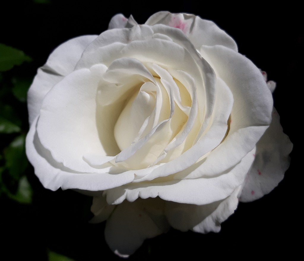 White Rose by julie
