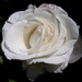 White Rose by julie