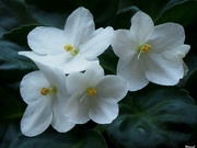 14th Jun 2020 - White African Violets
