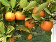 14th Jun 2020 - Calamondin Oranges