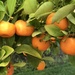 Calamondin Oranges by mjmaven
