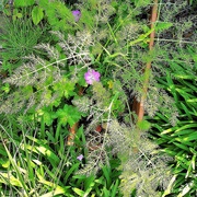 16th Jun 2020 - Flowerbed lace
