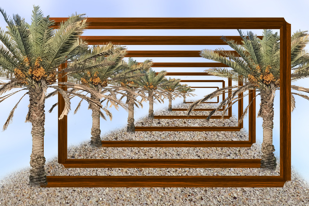 Framed palm trees....  by ingrid01