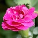 Pink carnation by filsie65