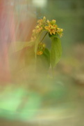 14th Jun 2020 - Dreamy flowers and buds...........