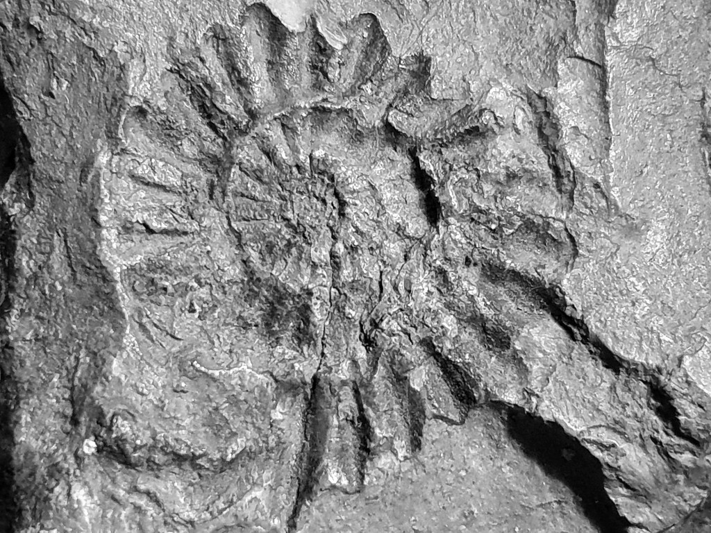 Ammonite fossil by isaacsnek