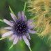 Salsify flower and seedhead by rumpelstiltskin