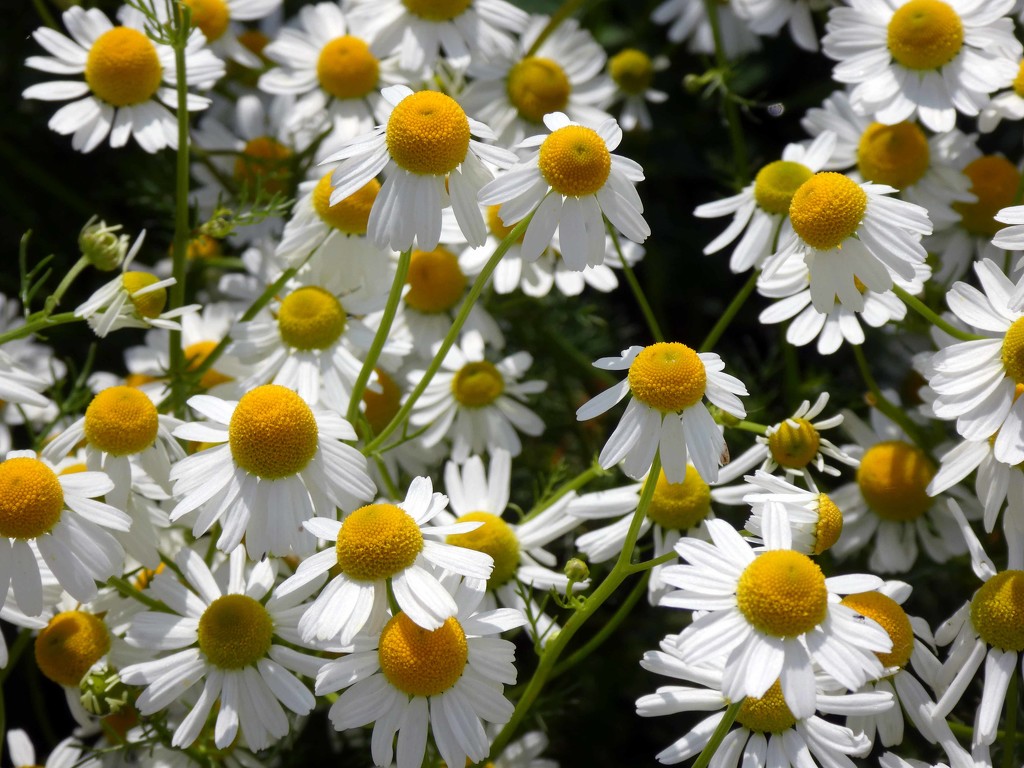 Daisies by cmp