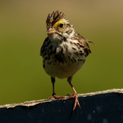 14th Jun 2020 - savannah sparrow 