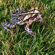 14th Jun 2020 - A Pacific Tree Frog? In Texas?