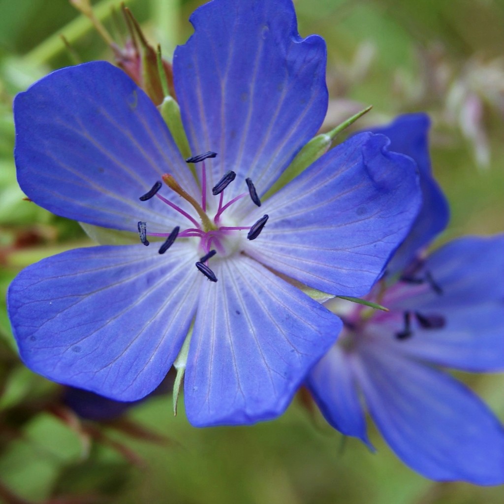 Blue flower by filsie65