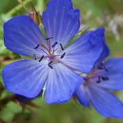 12th Jun 2020 - Blue flower