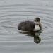 BABY COOT by markp