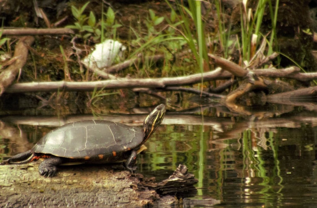 Painted Turtle  by radiogirl