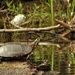 Painted Turtle  by radiogirl