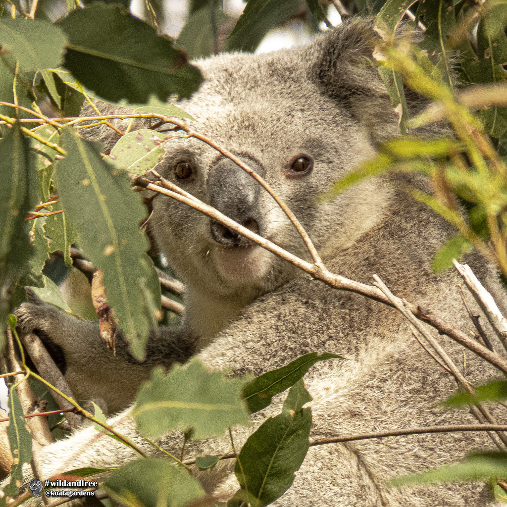 peek-a-boo by koalagardens