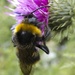 Bee by helenhall