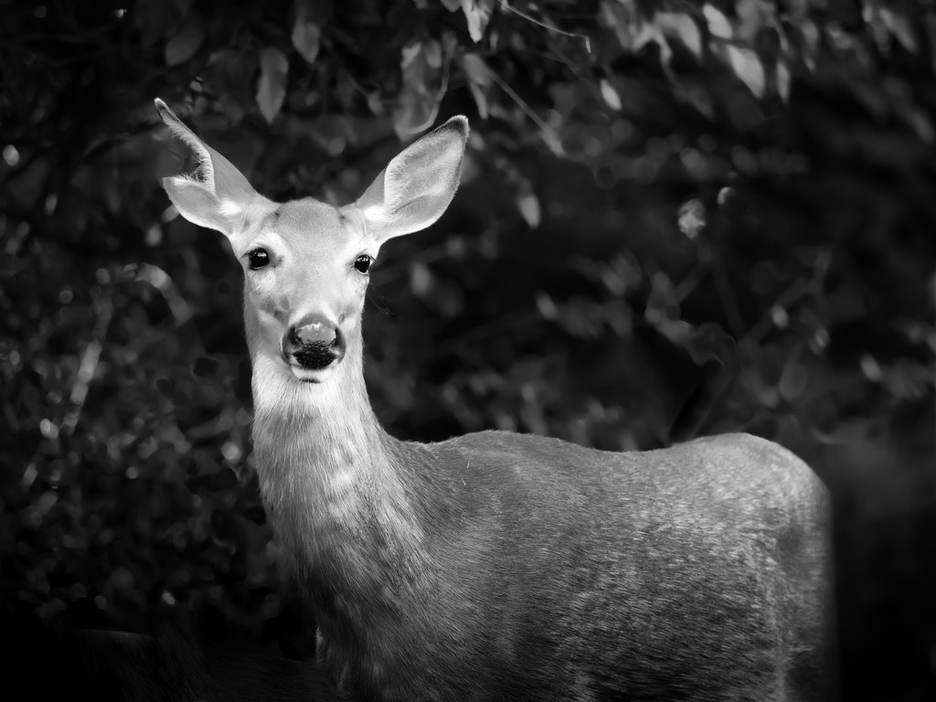 the deer in the cemetery by northy