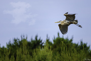 14th Jun 2020 - Blue Heron Showing His Undercarriage