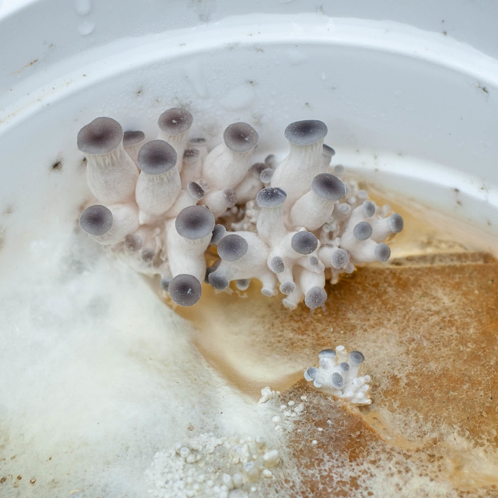 Oyster mushroom pins by overalvandaan