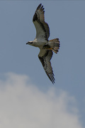 14th Jun 2020 - Beaver Lake Osprey With Prey