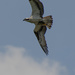 Beaver Lake Osprey With Prey by timerskine