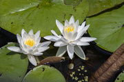 14th Jun 2020 - Beaver Lake Water Lilies 