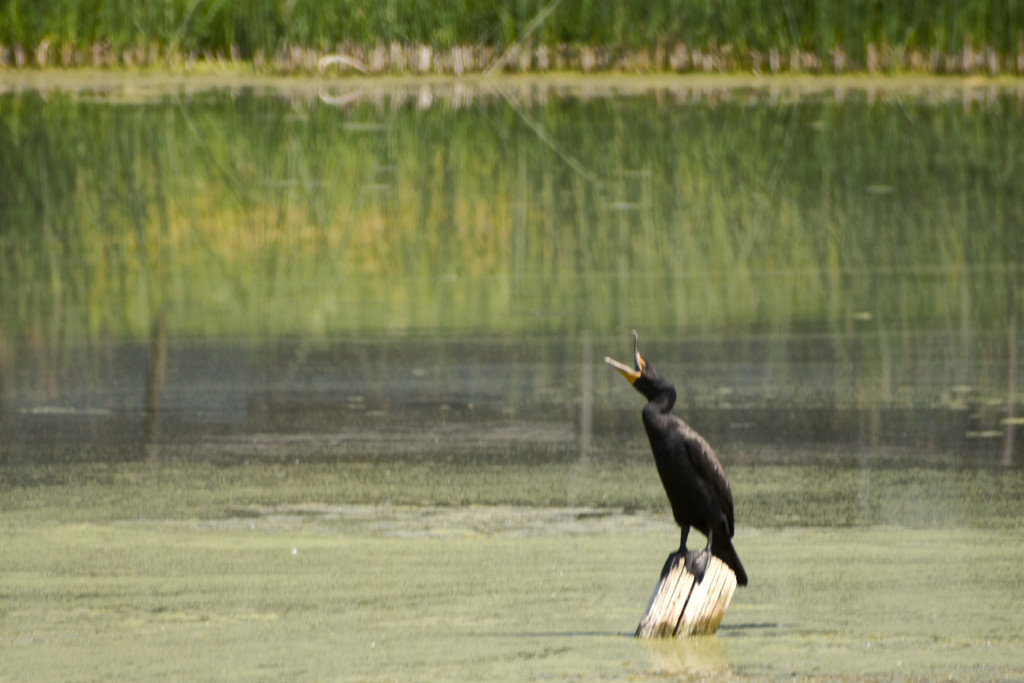 Black Cormorant by bjywamer