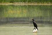 13th Jun 2020 - Black Cormorant
