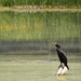 Black Cormorant by bjywamer