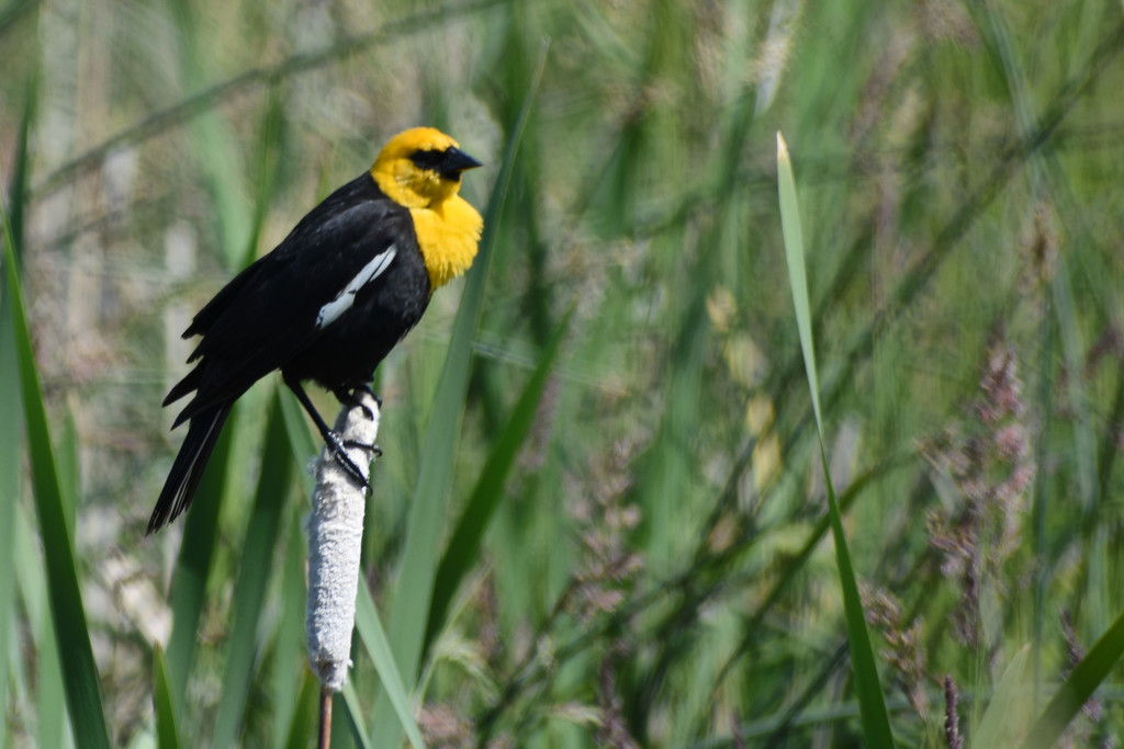 Male Yellow-Headed Blackbird by bjywamer
