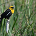 Male Yellow-Headed Blackbird by bjywamer