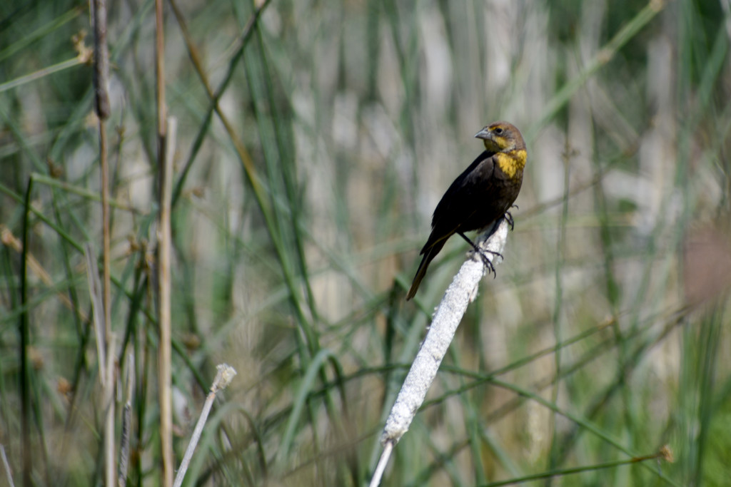 Female Yellow-Headed Blackbird by bjywamer